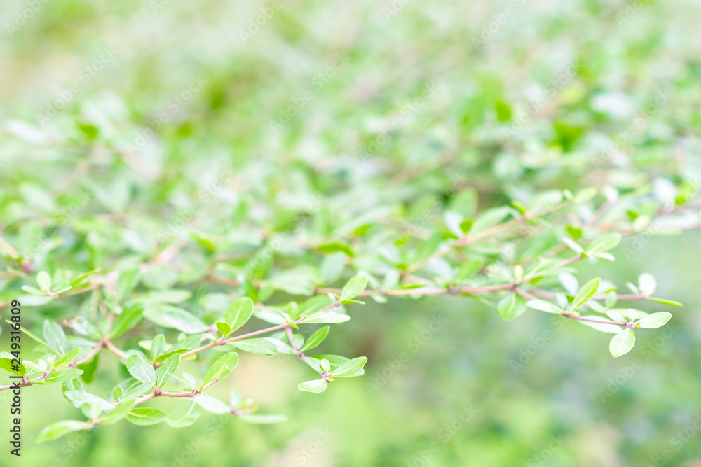 green leaves of tree and natural background. feel fresh and relax. closeup and selective focus green leaves of tree and natural background. feel fresh and relax. closeup and selective focus