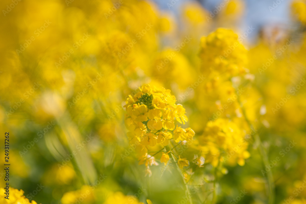 菜の花 菜の花