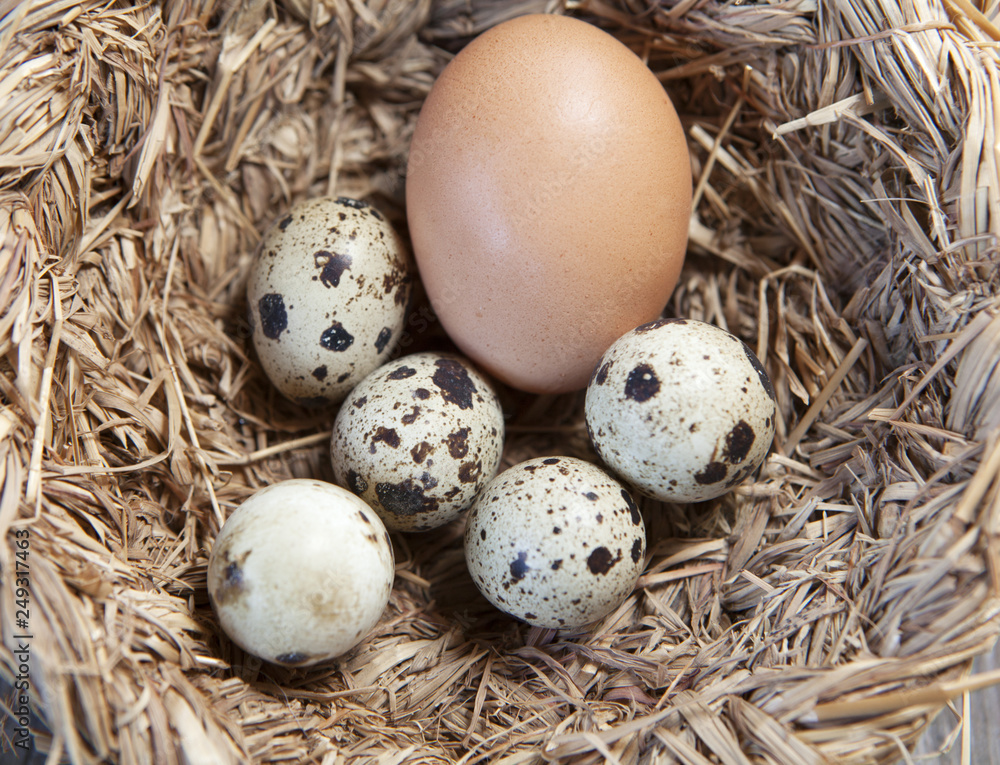 oeufs dans un nid oeufs dans un nid