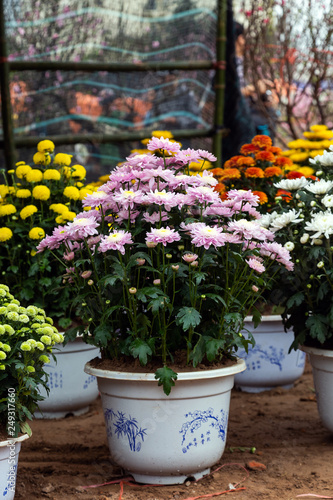 Wallpaper Mural closeup dahlia flowers Torontodigital.ca