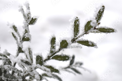 Winter background with frosty boxwood. Evergreen boxwood bushes under snow on a snowy background. Boxwood leaves in the snow
