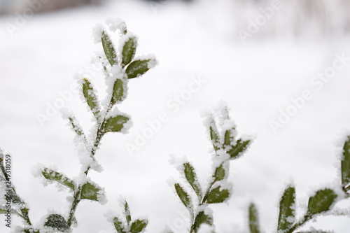 Winter background with frosty boxwood. Evergreen boxwood bushes under snow on a snowy background. Boxwood leaves in the snow