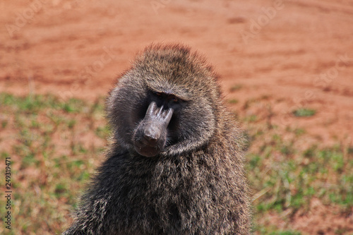 tanzania safari ngorongoro serengety photo