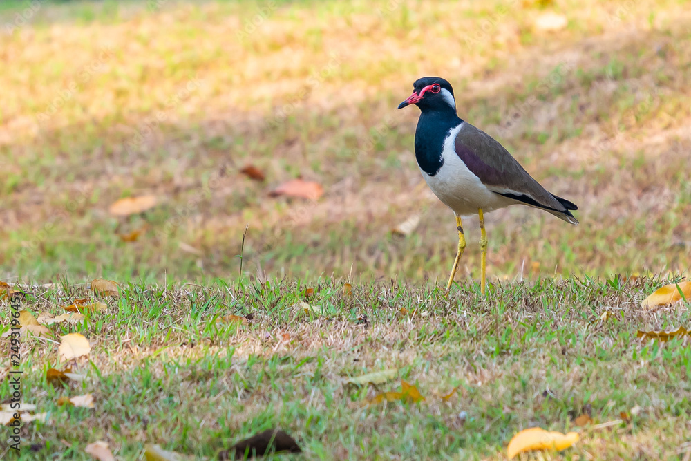 Obraz premium Red-Wattled Lapwing bird standing on the lawn