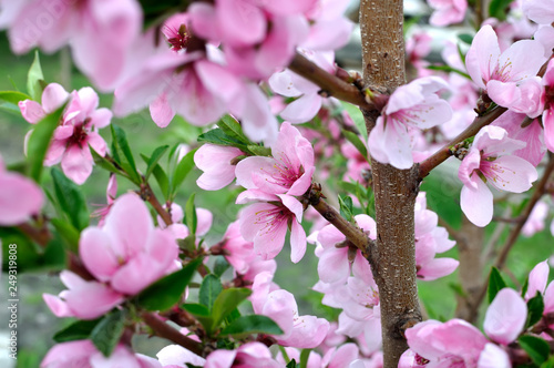 Obraz na plátně close-up of  blooming peach-tree branch