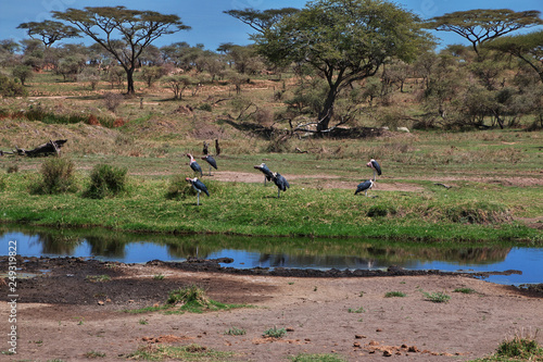 tanzania safari ngorongoro serengety photo