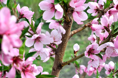 Fotografie close-up of  blooming peach-tree branch