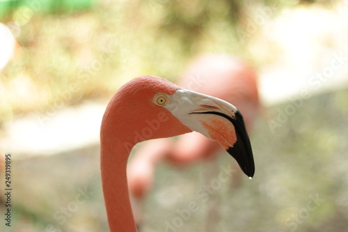 flamingo