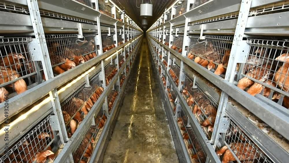 View footage row of chicken eating food in chicken farm, Industrial of ... Biology Diagrams
