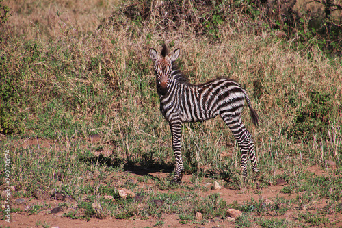 tanzania safari ngorongoro serengety photo