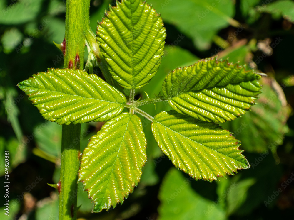 Green leaf Green leaf