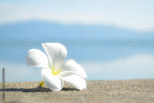 White Plumeria with blue nature background.