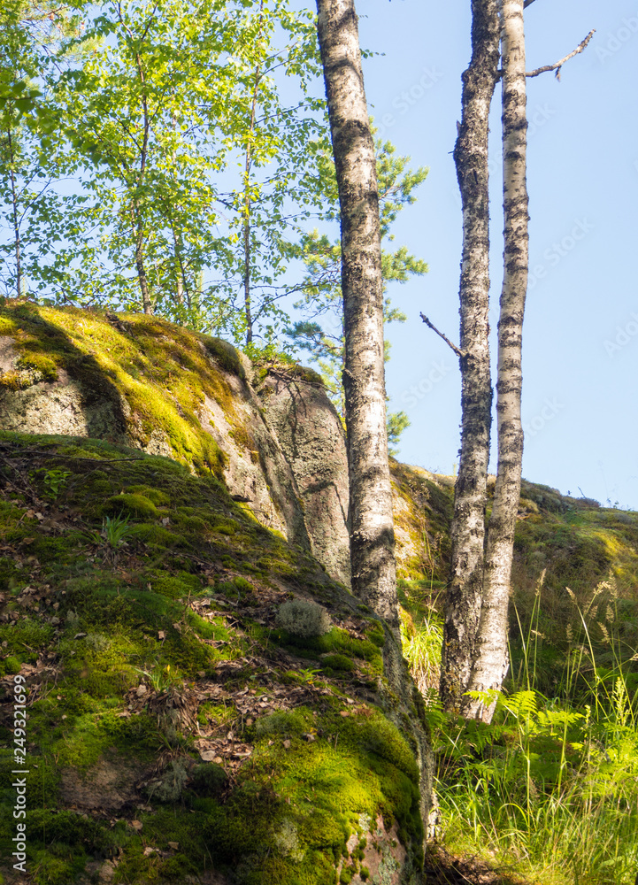 Fototapeta premium rocks in the summer forest