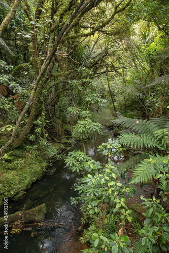 Waipoua Kauri Forest. New Zealand. Ferns jungle photo