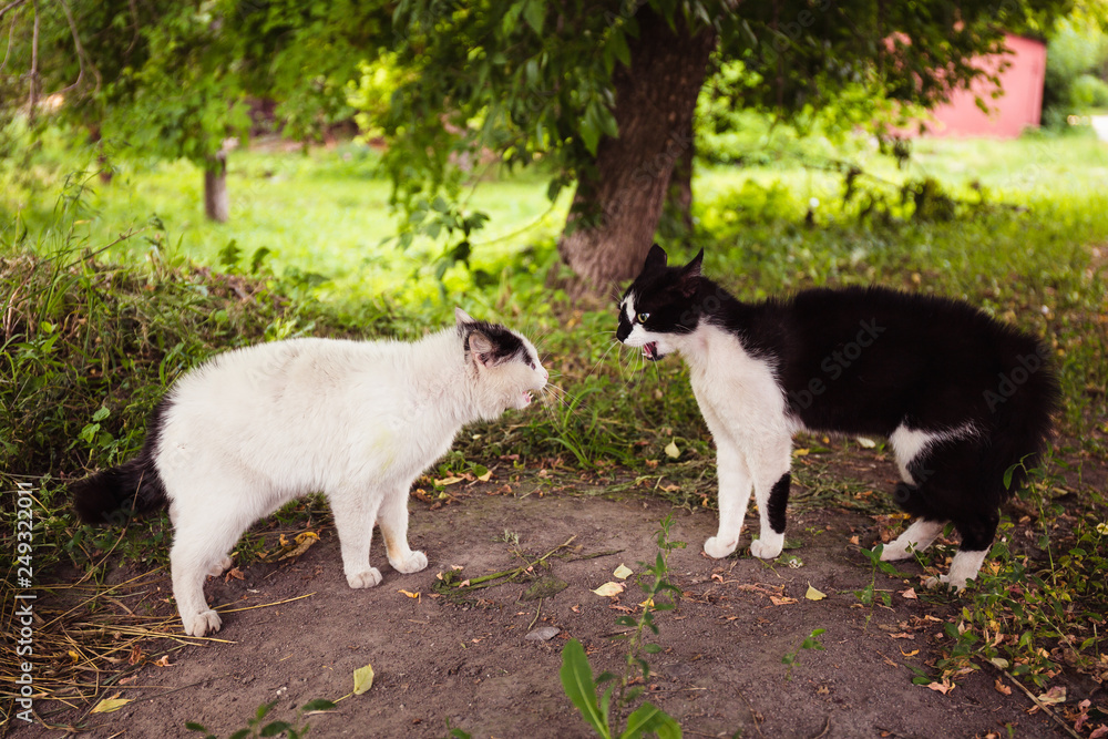 Fototapeta premium street cats talking and singing to each other before fighting