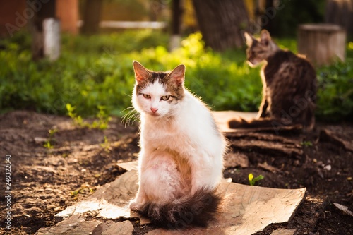 Street homeless cat photo