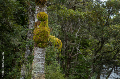 Waipoua Kauri Forest. New Zealand. Ferns jungle photo