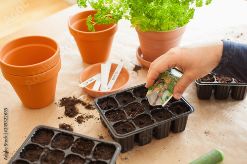 Obraz na płótnie gardening, planting at home. man sowing seeds in germination box