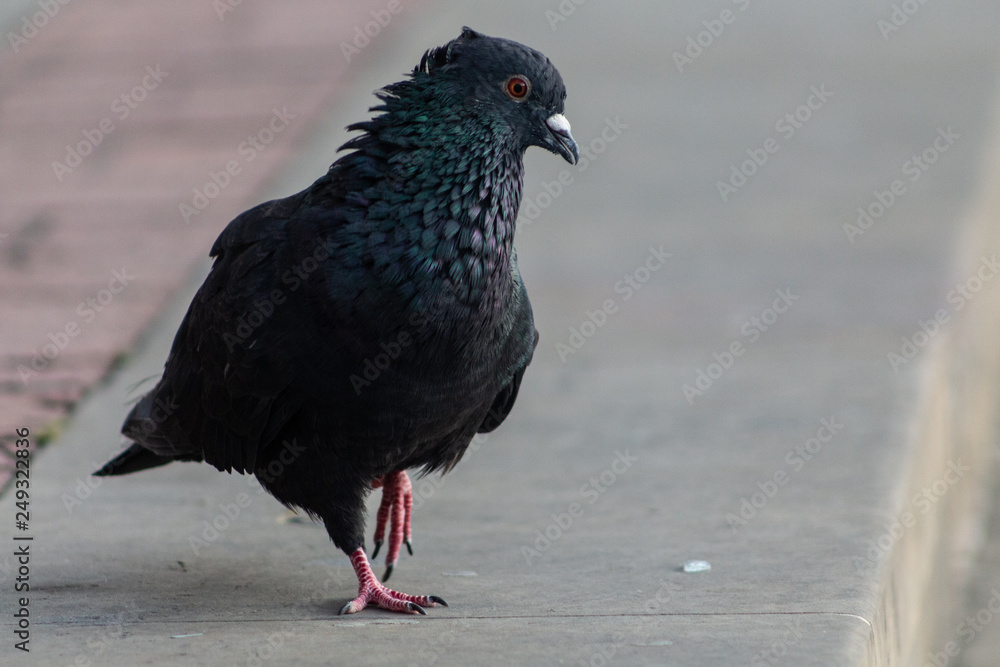 Obraz premium Paloma