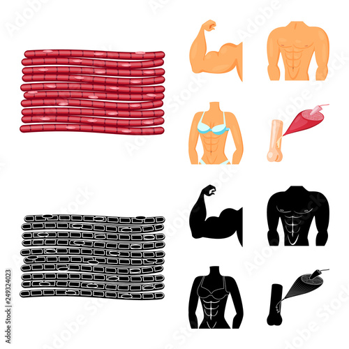 Vector illustration of fiber and muscular logo. Collection of fiber and body  stock symbol for web.