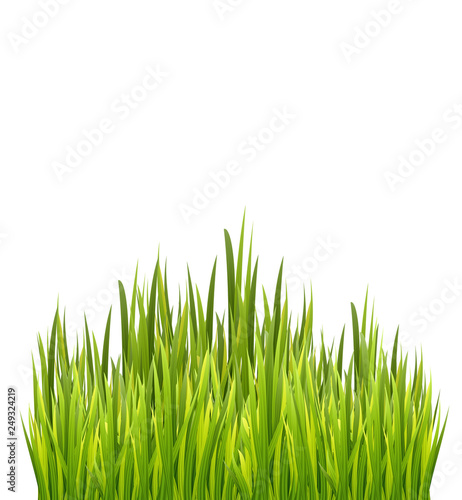 Fresh green grass border isolated on white background.