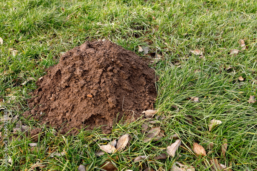 Maulwurfshügel im Garten Stock Photo Adobe Stock