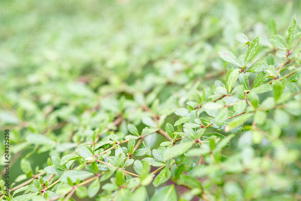 green leaves in rain with drops and natural background. feel fresh and relax. closeup and selective focus green leaves in rain with drops and natural background. feel fresh and relax. closeup and selective focus