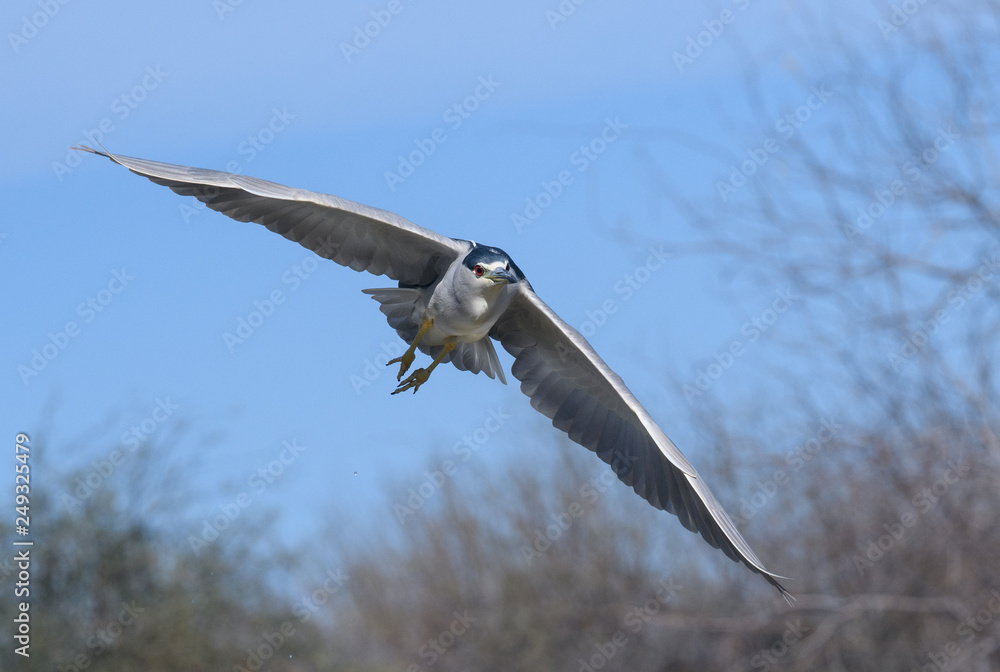 Black crowned night heron flying towards the camera for a close up Black crowned night heron flying towards the camera for a close up