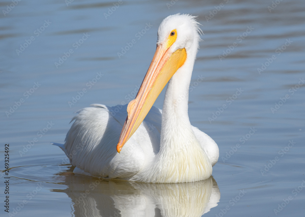 White pelican floating on the surface of water White pelican floating on the surface of water