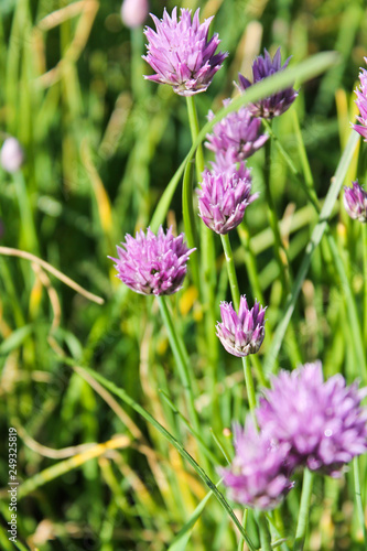 Flowering meadow  summer garden