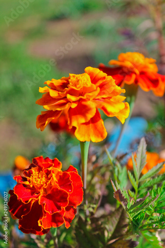 Marigolds, summer garden © tairalist