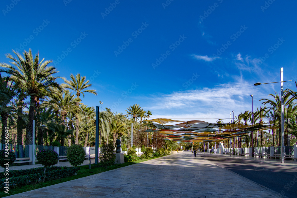 The Palmeral of Elche, Spain