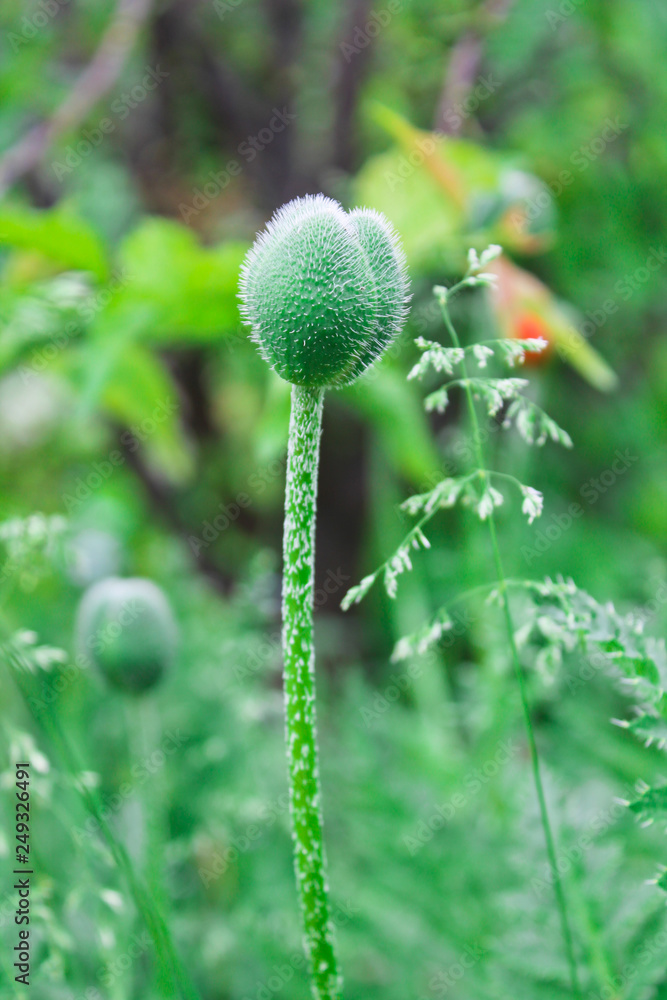 flowers poppies, summer garden flowers poppies, summer garden