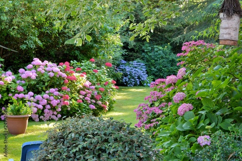 Fototapeta Naklejka Na Ścianę i Meble -  Beautiful garden with hydrangeas in Brittany