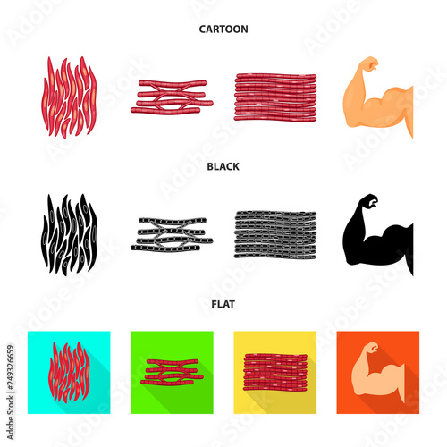 Isolated object of fiber and muscular icon. Collection of fiber and body  stock vector illustration.