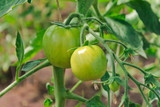 tomatoes, agriculture, harvest