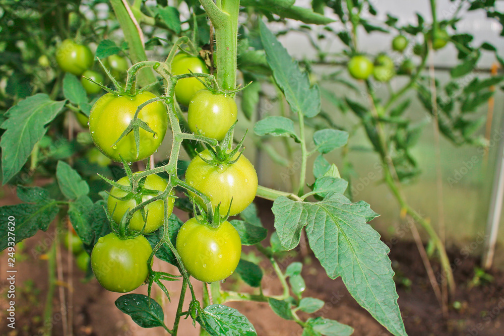 tomatoes, agriculture, harvest tomatoes, agriculture, harvest