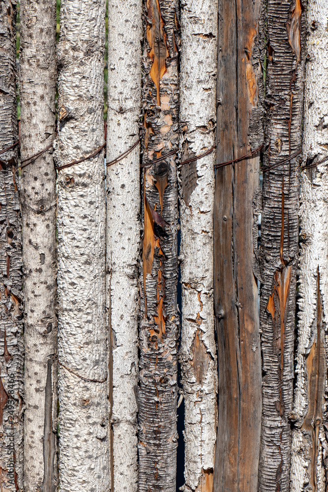 Obraz premium Wood fence background