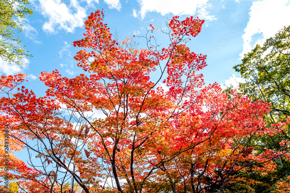 Maple tree color change in autumn season beautiful red orange green maple  trees against clear cloud blue sky background in autumn , Japan Stock Photo  | Adobe Stock