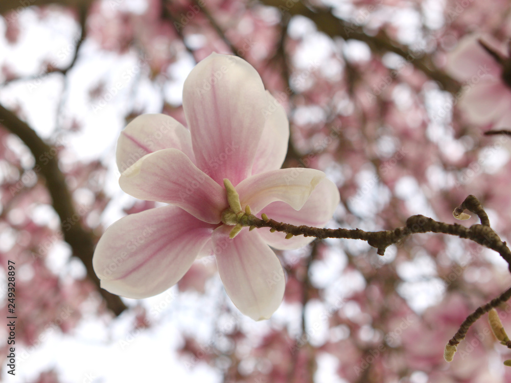 blooming pink magnolia buds on tree branches in spring blooming pink magnolia buds on tree branches in spring