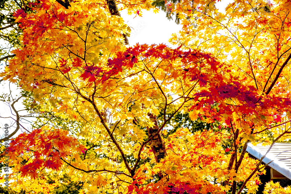 Maple autumn tint tree in forest, maple turn to red orange yellow in autumn season with sun light Maple autumn tint tree in forest, maple turn to red orange yellow in autumn season with sun light