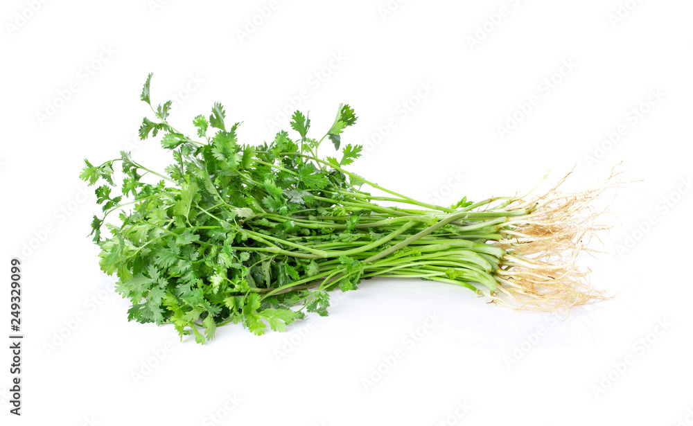 Coriander leaves on white background Coriander leaves on white background