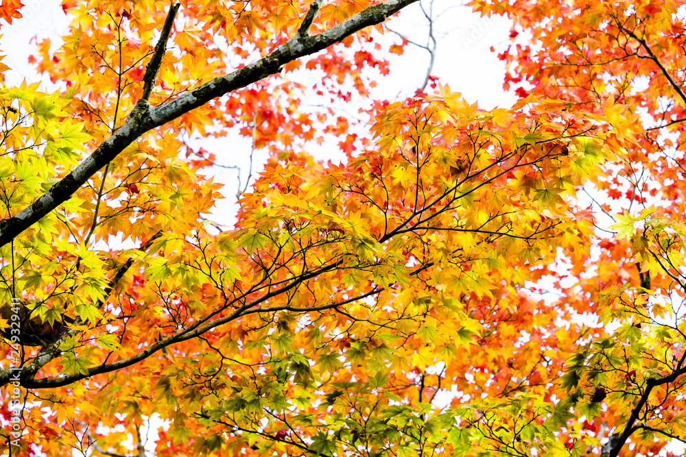 Maple autumn sunlight, maple tree branch in autumn turn to red, orange, green, yellow leaves in the autumn season Maple autumn sunlight, maple tree branch in autumn turn to red, orange, green, yellow leaves in the autumn season