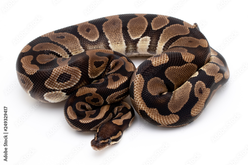 Ball Python Reptile Snake Isolated White Background Ball Python Reptile Snake Isolated White Background