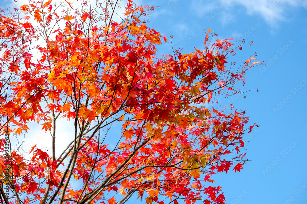 Maple branch tree on sky background in autumn season, maple leaves turn to red, sunlight in season change, Japan Maple branch tree on sky background in autumn season, maple leaves turn to red, sunlight in season change, Japan
