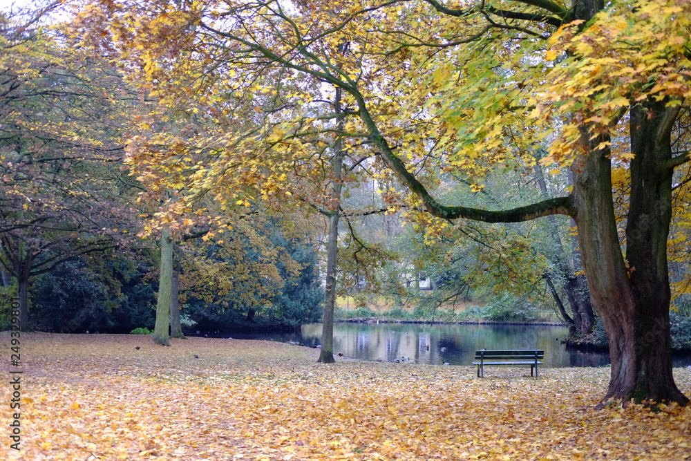 Obraz premium Flowers fall down the park in Germany