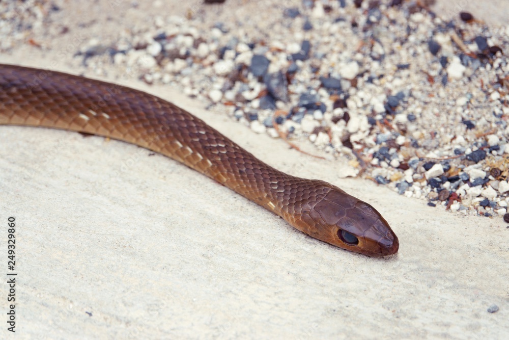 Death snake died close up on Concrete Floor Death snake died close up on Concrete Floor