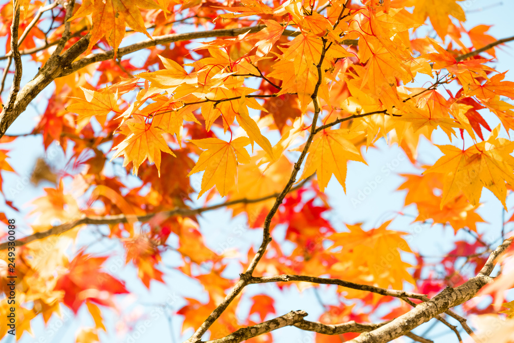 Japanese maple branch tree turn to orange, red , yellow on clear sky background in autumn season, sunshine to maple orange leaves in season change, maple tree in Japan.