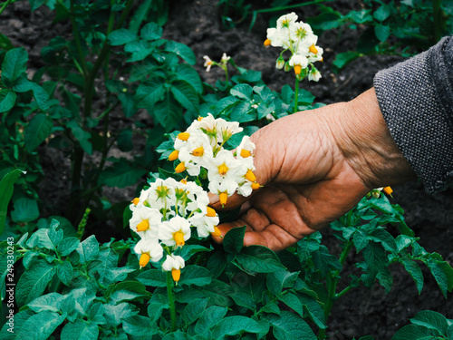 Gardeners hands planting flowers. Hand holding small flower in the garden. Hand holding potato flowers.Gardeners hands planting flowers.Plants Concept Photo. woman planting flowers in pots, close-up.