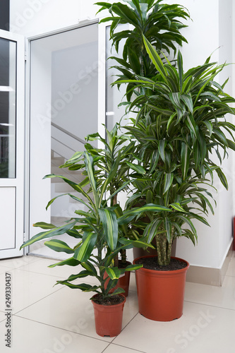 Two beautiful home plants Pandanus in brown pots stand on the floor in the room © pridannikov